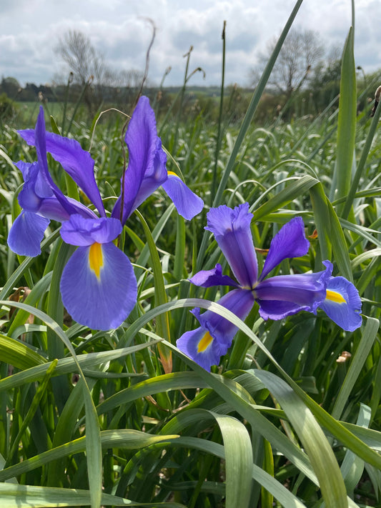 Iris Hollandica Blue Magic - Green's of Ireland Online Garden Shop.  Iris, West Cork Bulbs, Daffodil Bulbs, Tulip Bulbs, Crocus Bulbs, Autumn Bulbs, Bulbs, Cheap Bulbs