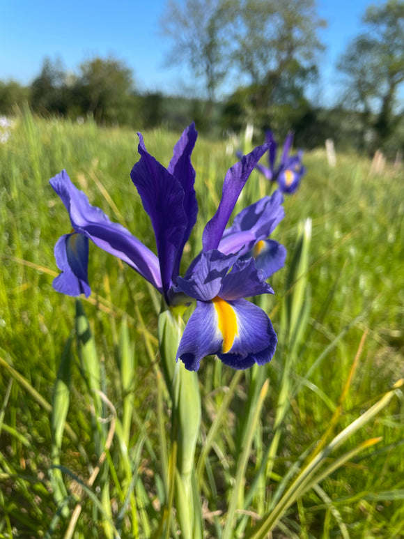 Cut flower Iris Hollandica 'Blue Magic'