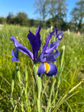Cut flower Iris Hollandica 'Blue Magic'