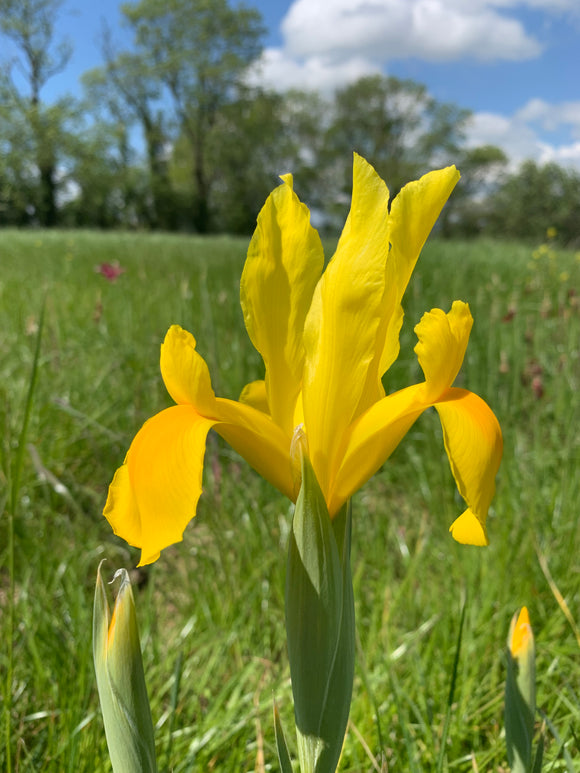 Cut flower Iris Hollandica 'Strongold'