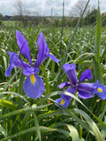 Cut flower Iris Hollandica 'Blue Magic'
