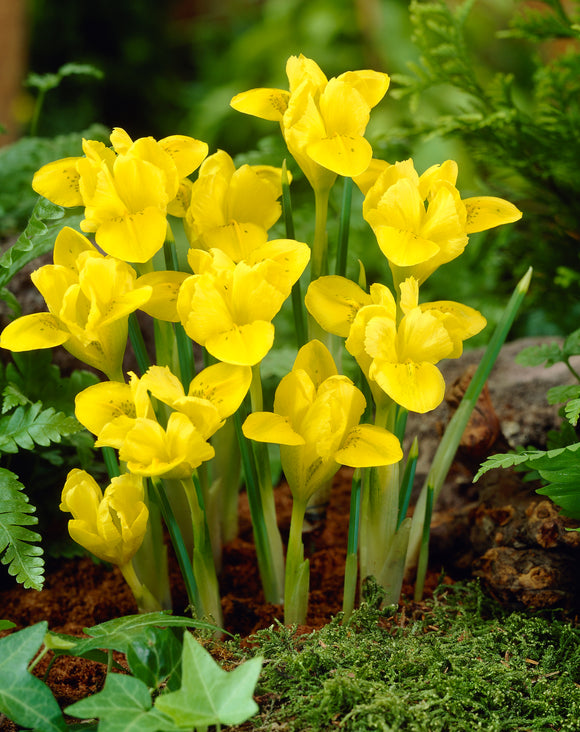 Iris Species Danfordiale