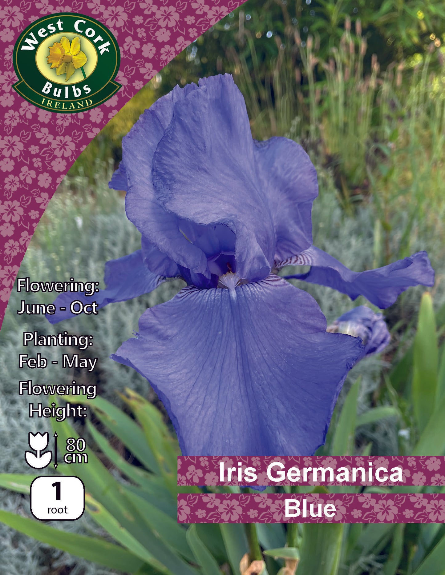 Iris Germanica Blue - Purple - Green's of Ireland Online Garden Shop.  Iris, Greens of Ireland, Daffodil Bulbs, Tulip Bulbs, Crocus Bulbs, Autumn Bulbs, Bulbs, Cheap Bulbs