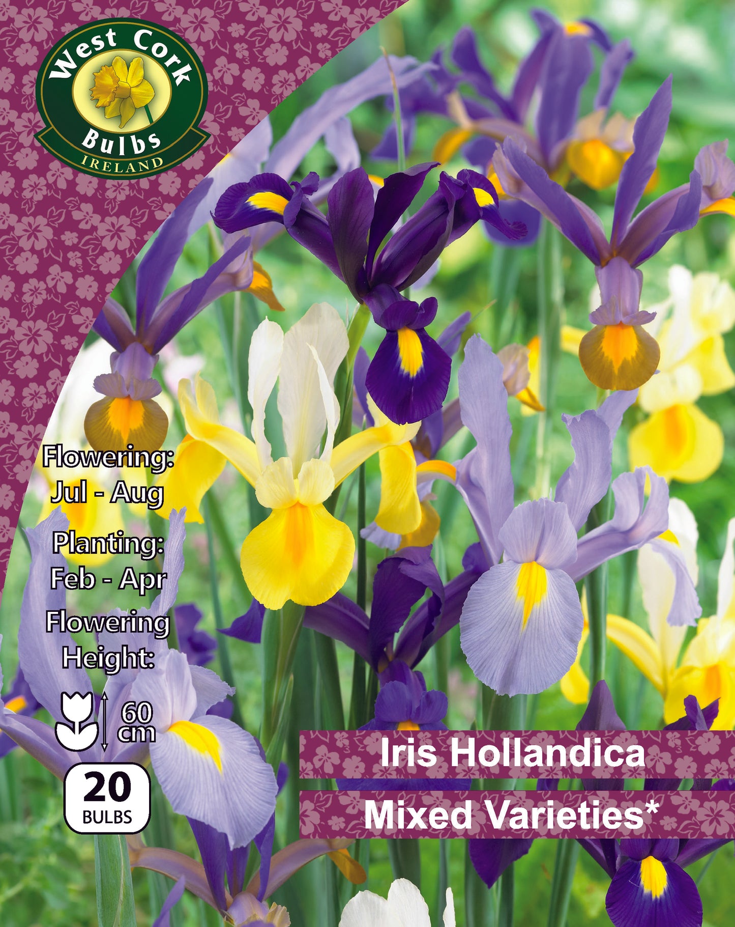 Iris Hollandica Mixed Spring - Green's of Ireland Online Garden Shop.  Iris, West Cork Bulbs, Daffodil Bulbs, Tulip Bulbs, Crocus Bulbs, Autumn Bulbs, Bulbs, Cheap Bulbs