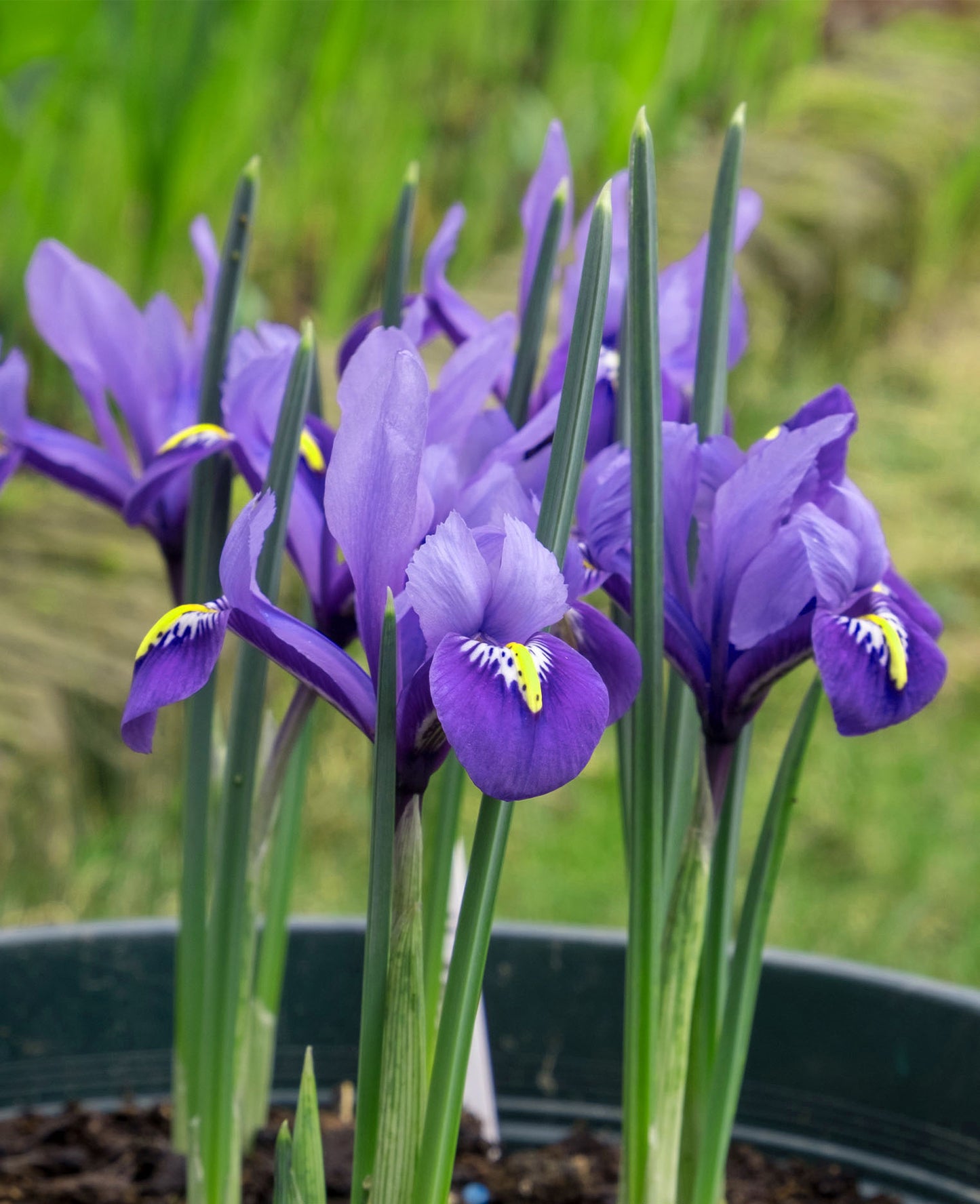Iris Reticulata J.S. DIJT - Green's of Ireland Online Garden Shop.  Iris, West Cork Bulbs, Daffodil Bulbs, Tulip Bulbs, Crocus Bulbs, Autumn Bulbs, Bulbs, Cheap Bulbs