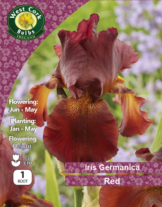 Iris Germanica Red - Green's of Ireland Online Garden Shop.  Iris, Greens of Ireland, Daffodil Bulbs, Tulip Bulbs, Crocus Bulbs, Autumn Bulbs, Bulbs, Cheap Bulbs