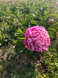 Peony Cut flower 'Jacorma' bouquet