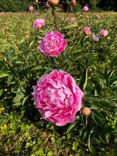 Peony Cut flower 'Jacorma' bouquet