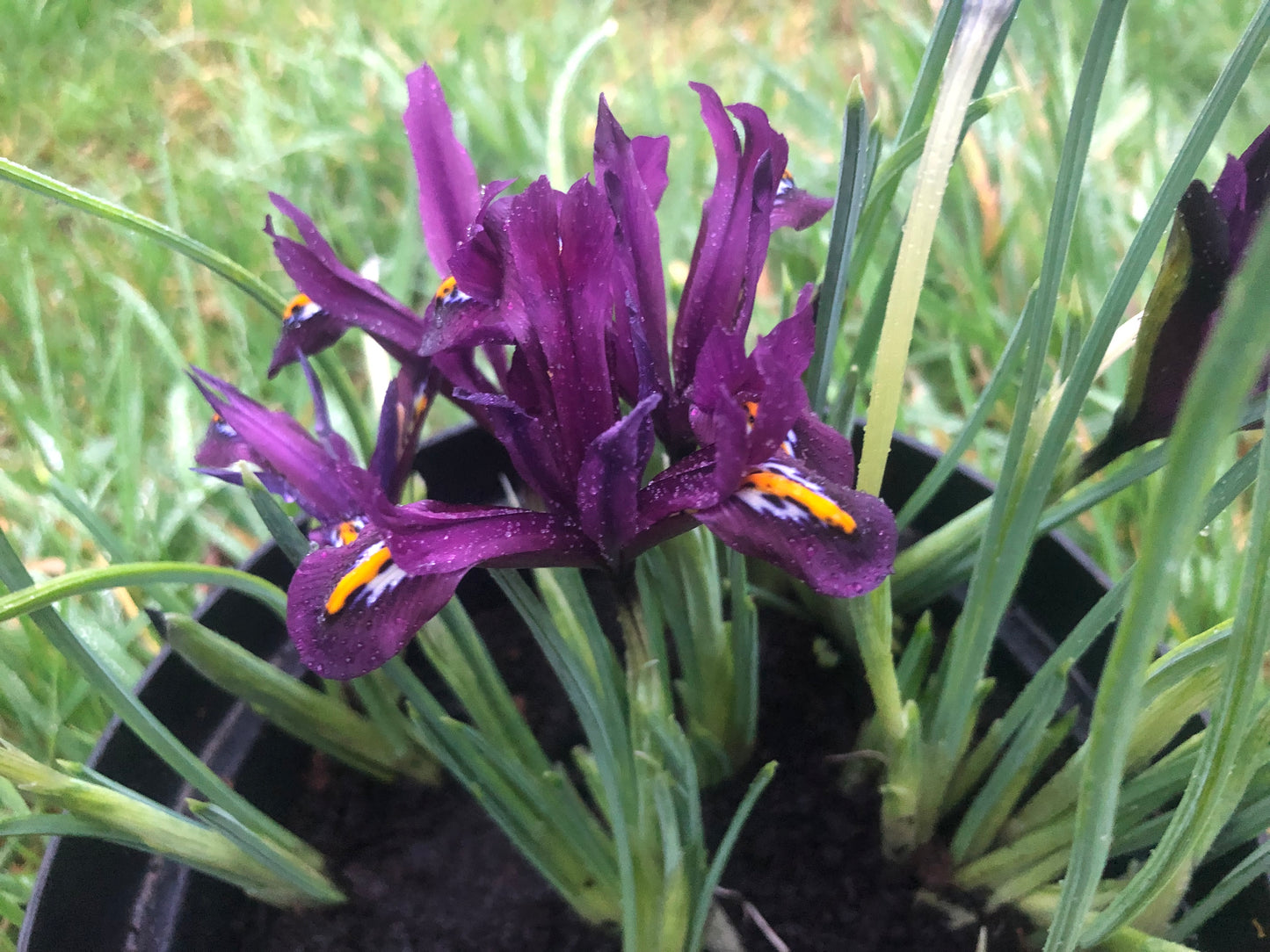 Iris Reticulata J.S. DIJT - Green's of Ireland Online Garden Shop.  Iris, West Cork Bulbs, Daffodil Bulbs, Tulip Bulbs, Crocus Bulbs, Autumn Bulbs, Bulbs, Cheap Bulbs