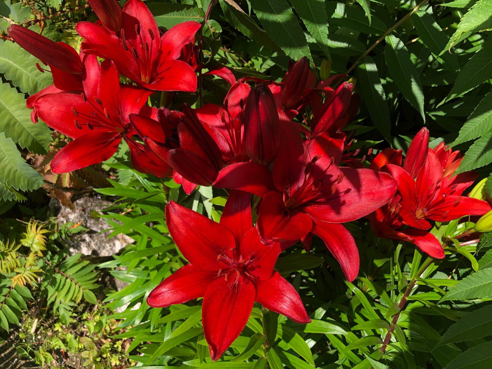 Lilium Asiatic Red - Green's of Ireland Online Garden Shop.  Flower Bulbs, West Cork Bulbs, Daffodil Bulbs, Tulip Bulbs, Crocus Bulbs, Autumn Bulbs, Bulbs, Cheap Bulbs