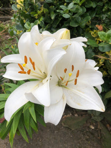 Lilium Asiatic White - Green's of Ireland Online Garden Shop.  Flower Bulbs, West Cork Bulbs, Daffodil Bulbs, Tulip Bulbs, Crocus Bulbs, Autumn Bulbs, Bulbs, Cheap Bulbs