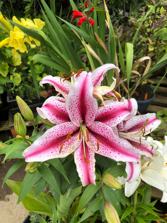 Lilium Oriental 'Dizzy' - Green's of Ireland Online Garden Shop.  Flower Bulbs, West Cork Bulbs, Daffodil Bulbs, Tulip Bulbs, Crocus Bulbs, Autumn Bulbs, Bulbs, Cheap Bulbs