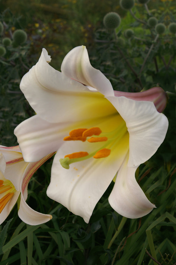 Lilium Trumpet 'Regale' - Green's of Ireland Online Garden Shop.  Flower Bulbs, West Cork Bulbs, Daffodil Bulbs, Tulip Bulbs, Crocus Bulbs, Autumn Bulbs, Bulbs, Cheap Bulbs