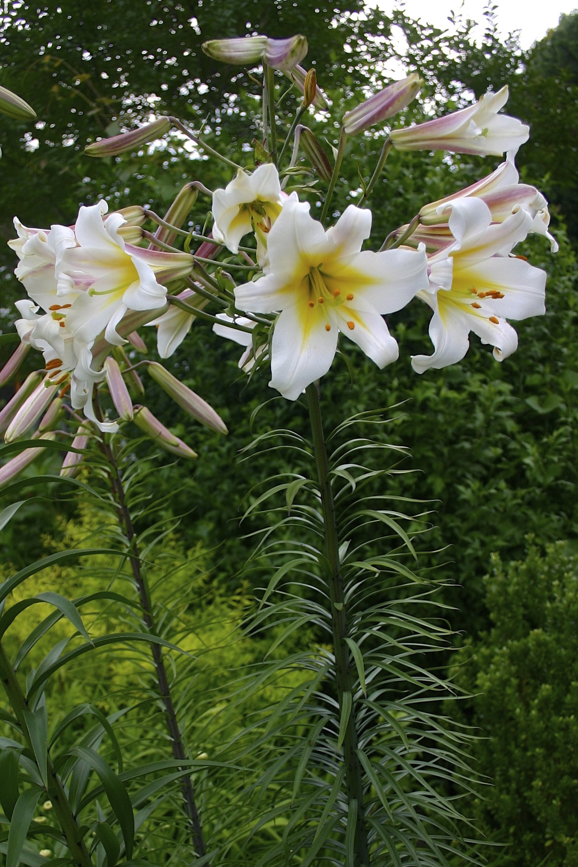 Lilium Trumpet 'Regale' - Green's of Ireland Online Garden Shop.  Flower Bulbs, West Cork Bulbs, Daffodil Bulbs, Tulip Bulbs, Crocus Bulbs, Autumn Bulbs, Bulbs, Cheap Bulbs