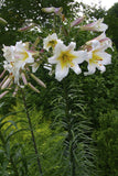 Lilium Trumpet 'Regale' - Green's of Ireland Online Garden Shop.  Flower Bulbs, West Cork Bulbs, Daffodil Bulbs, Tulip Bulbs, Crocus Bulbs, Autumn Bulbs, Bulbs, Cheap Bulbs