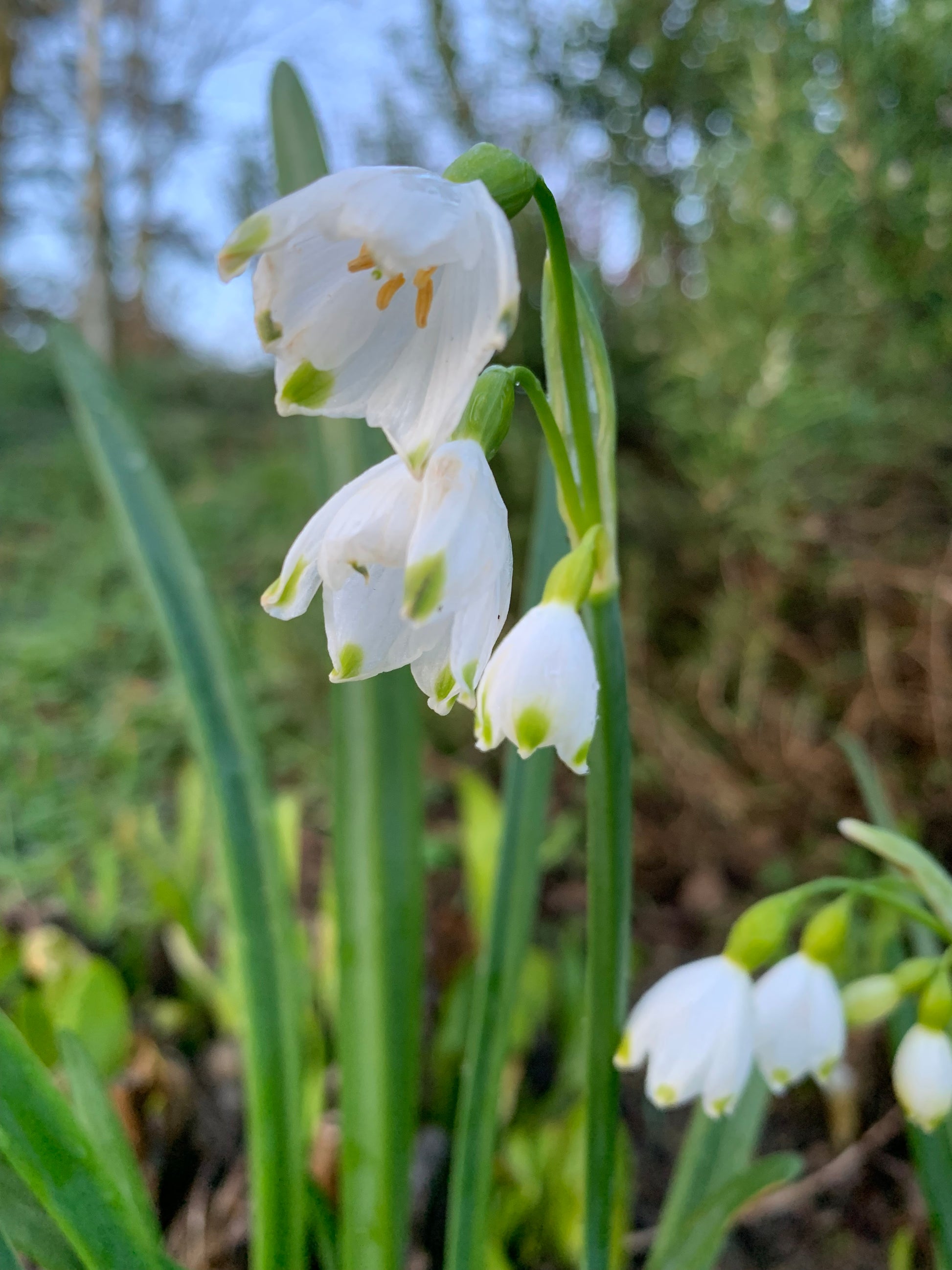 Leucojum Aestivum Summer snowflake - Green's of Ireland Online Garden Shop.  Leucojum, West Cork Bulbs, Daffodil Bulbs, Tulip Bulbs, Crocus Bulbs, Autumn Bulbs, Bulbs, Cheap Bulbs