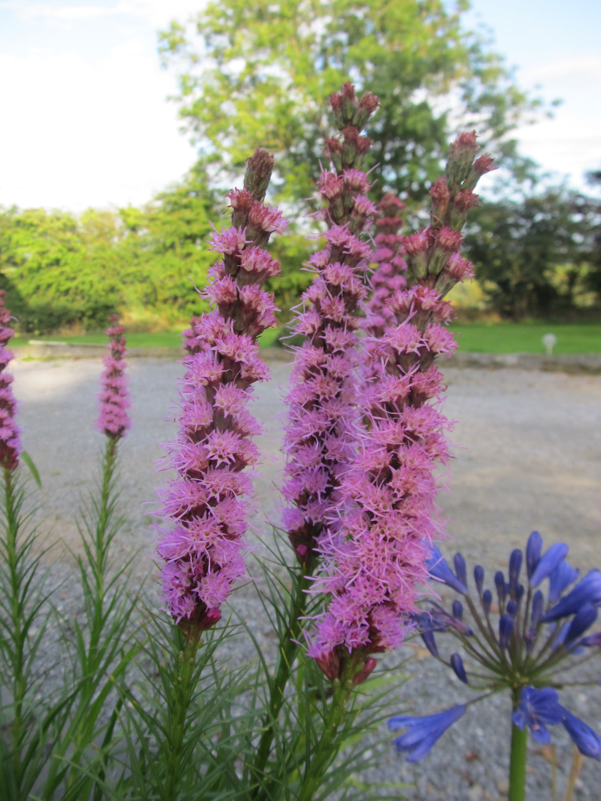 Liatris spicata 'Purple' - Green's of Ireland Online Garden Shop.  Miscellaneous, West Cork Bulbs, Daffodil Bulbs, Tulip Bulbs, Crocus Bulbs, Autumn Bulbs, Bulbs, Cheap Bulbs