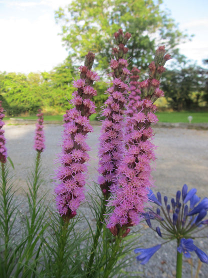 Liatris spicata 'Purple' - Green's of Ireland Online Garden Shop.  Miscellaneous, West Cork Bulbs, Daffodil Bulbs, Tulip Bulbs, Crocus Bulbs, Autumn Bulbs, Bulbs, Cheap Bulbs