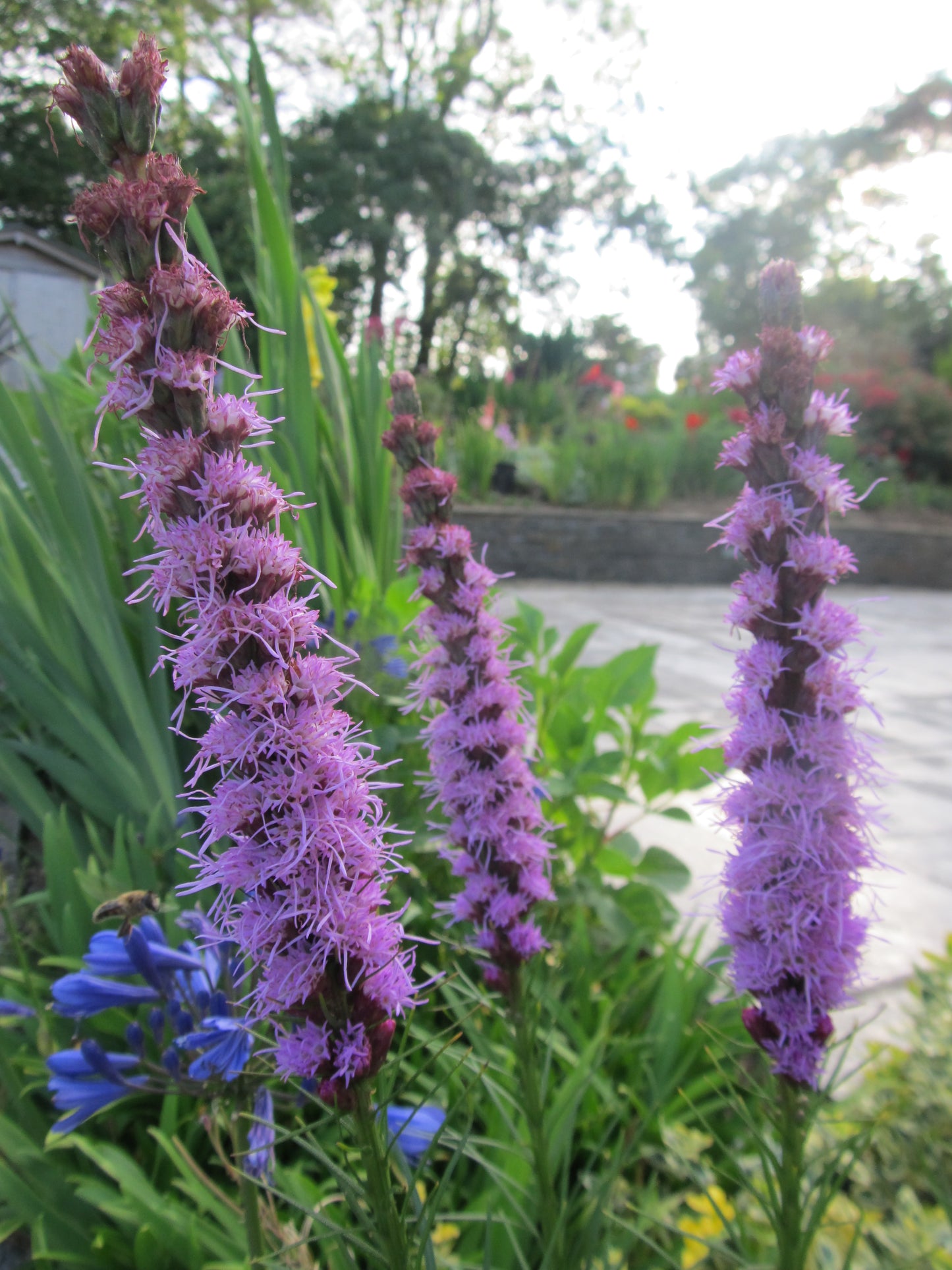 Liatris spicata 'Purple' - Green's of Ireland Online Garden Shop.  Miscellaneous, West Cork Bulbs, Daffodil Bulbs, Tulip Bulbs, Crocus Bulbs, Autumn Bulbs, Bulbs, Cheap Bulbs