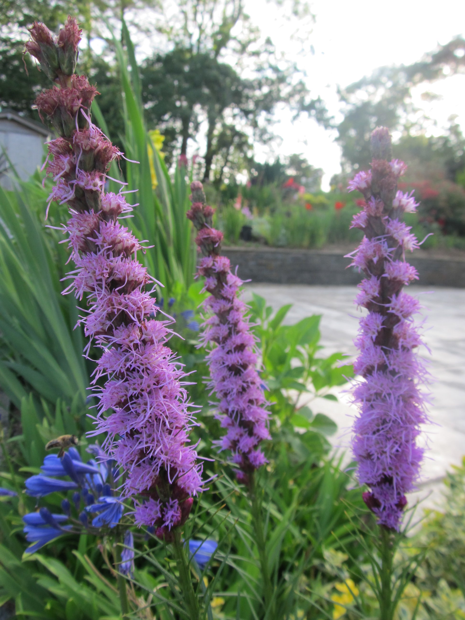 Liatris spicata 'Purple' - Green's of Ireland Online Garden Shop.  Miscellaneous, West Cork Bulbs, Daffodil Bulbs, Tulip Bulbs, Crocus Bulbs, Autumn Bulbs, Bulbs, Cheap Bulbs