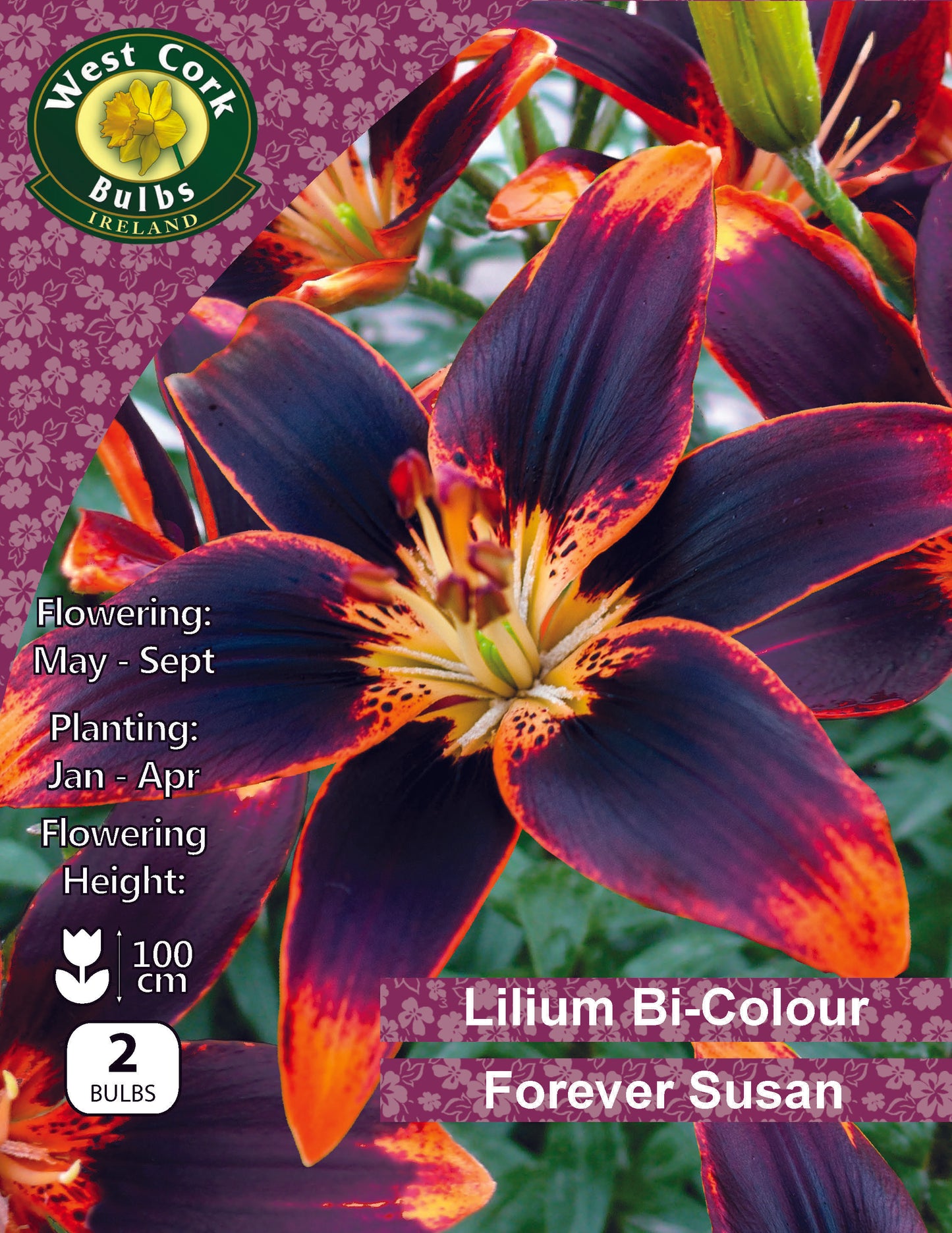 Lilium Bi-Colour 'Forever Susan'