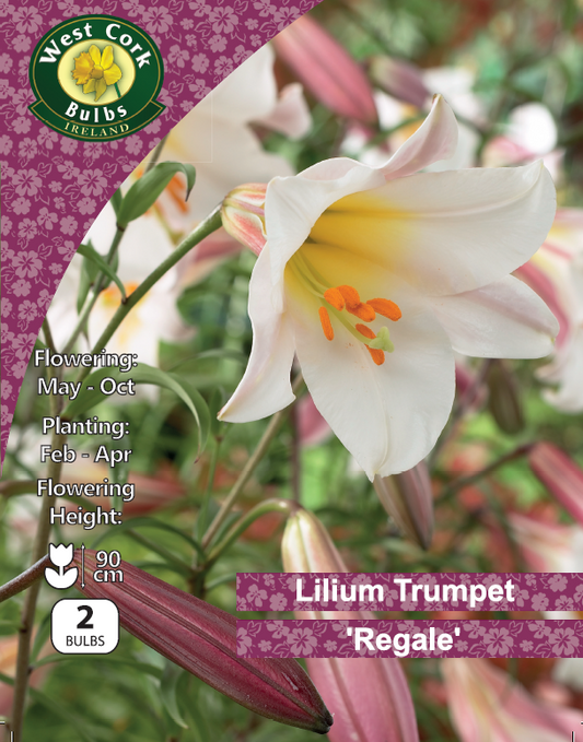 Lilium Trumpet 'Regale' - Green's of Ireland Online Garden Shop.  Flower Bulbs, West Cork Bulbs, Daffodil Bulbs, Tulip Bulbs, Crocus Bulbs, Autumn Bulbs, Bulbs, Cheap Bulbs