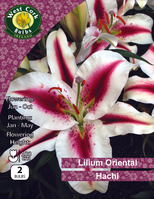 Lilium Oriental 'Hachi'