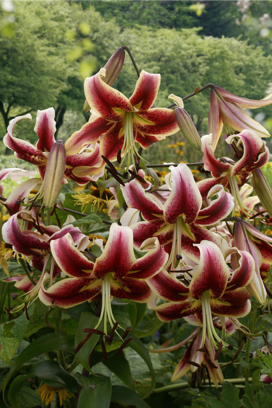 Lilium Oriental 'Scheharazade'