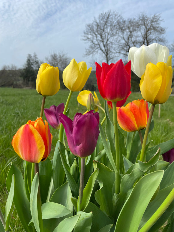 Single Tulip Mixed