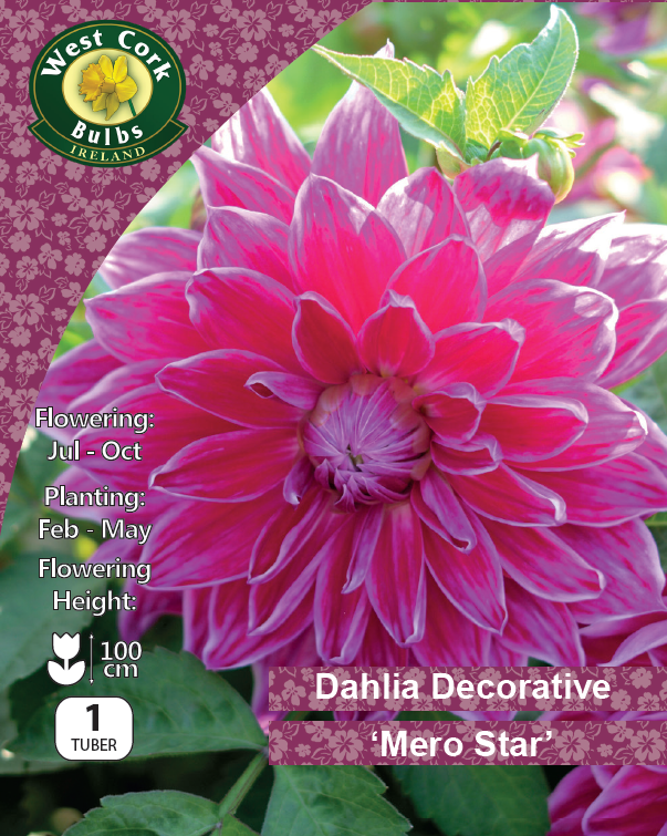 Dahlia Decorative 'Mero Star' - Green's of Ireland Online Garden Shop.  Flower Bulbs, West Cork Bulbs, Daffodil Bulbs, Tulip Bulbs, Crocus Bulbs, Autumn Bulbs, Bulbs, Cheap Bulbs