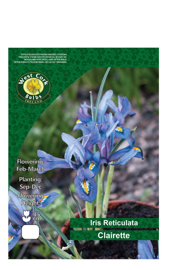 Iris Reticulata Clairette (Blue)
