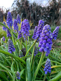 Muscari Armeniacum - Green's of Ireland Online Garden Shop.  Muscari, West Cork Bulbs, Daffodil Bulbs, Tulip Bulbs, Crocus Bulbs, Autumn Bulbs, Bulbs, Cheap Bulbs