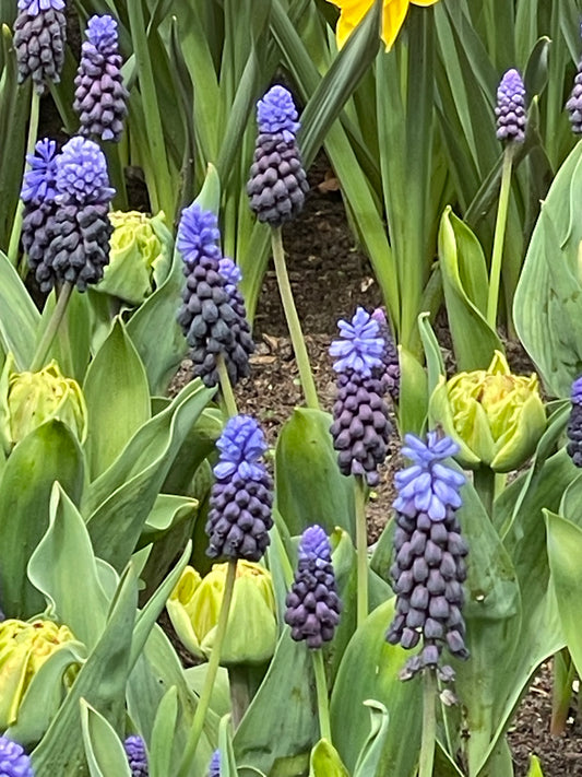 Muscari 'Latifolium' - Green's of Ireland Online Garden Shop.  Muscari, West Cork Bulbs, Daffodil Bulbs, Tulip Bulbs, Crocus Bulbs, Autumn Bulbs, Bulbs, Cheap Bulbs