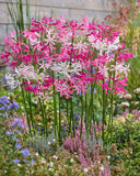 Nerine Bowdenii 'Alba'