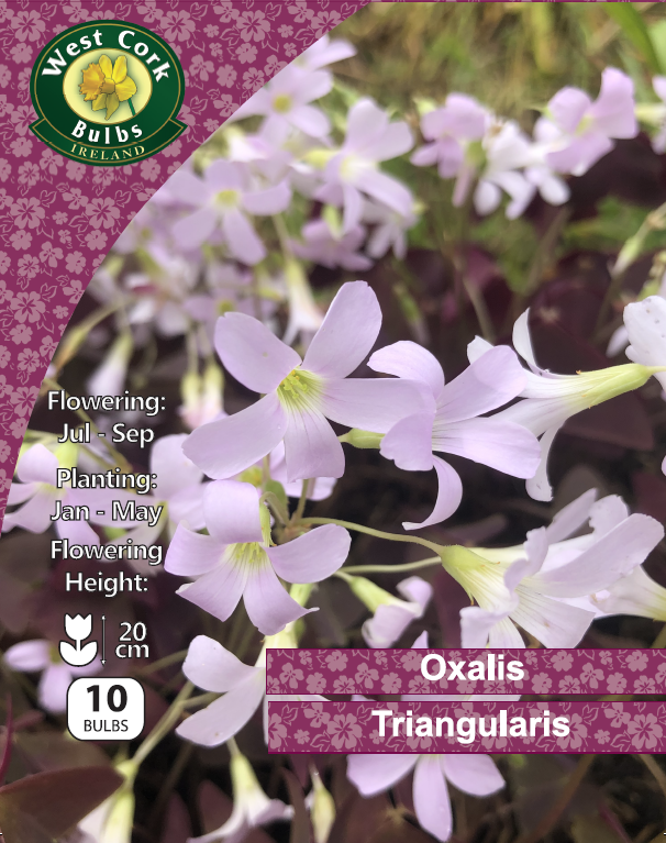 Oxalis Triangularis