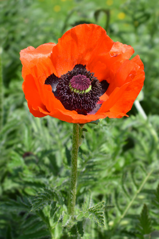 Poppy orientale 'Red' - Green's of Ireland Online Garden Shop.  Flower Bulbs, West Cork Bulbs, Daffodil Bulbs, Tulip Bulbs, Crocus Bulbs, Autumn Bulbs, Bulbs, Cheap Bulbs