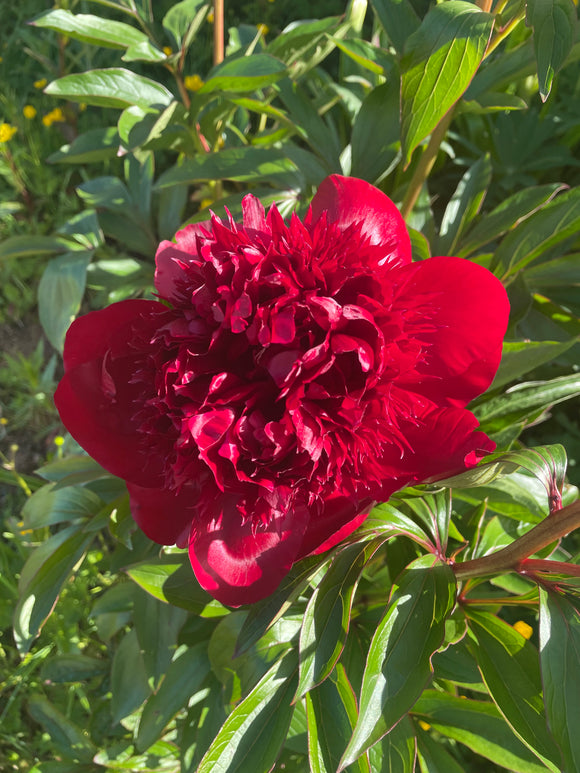 Florist - Peony Cut flower Red charm bouquet