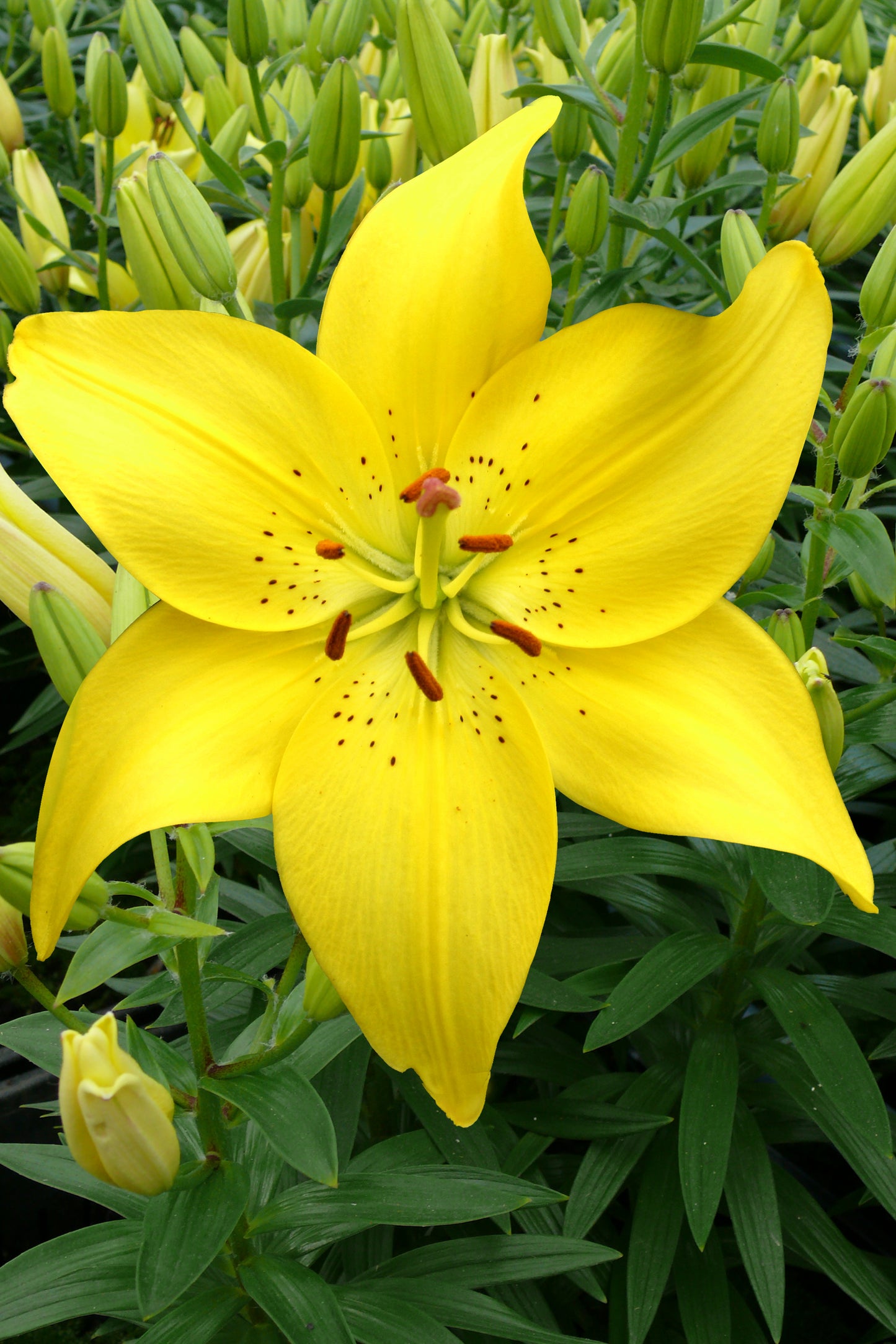 Lilium for Pots 'Happy Sun'