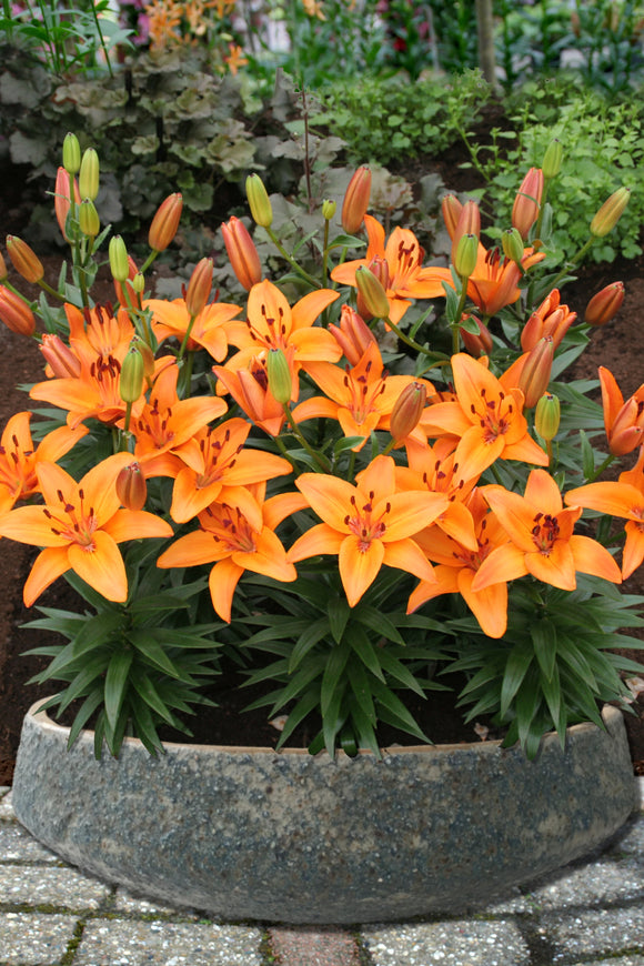 Lilium for Pots 'Orange Pixie'