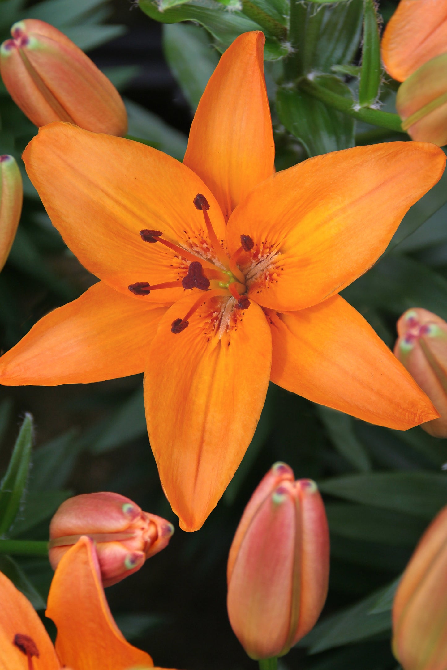 Lilium for Pots 'Orange Pixie'