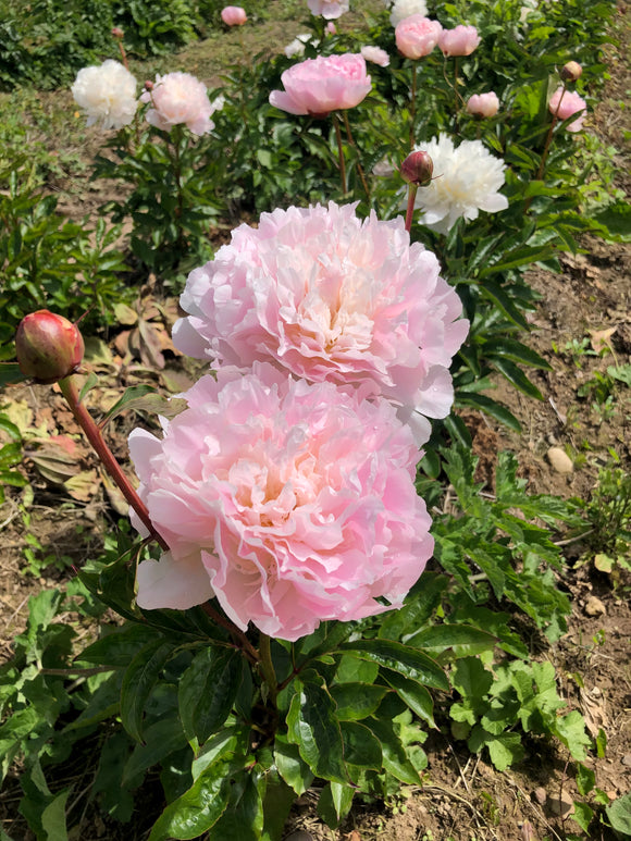 Peony Cut flower 'Alertie' (Short Stem)