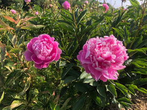 Bare root peonies 'Jacorma'