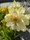 Stage 3 of the flowers after 4 days.