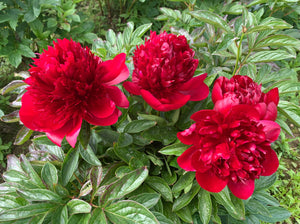 Peony Cut flower Red charm bouquet