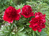 Peony Cut flower Red charm bouquet
