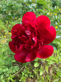 Peony Cut flower Red charm bouquet