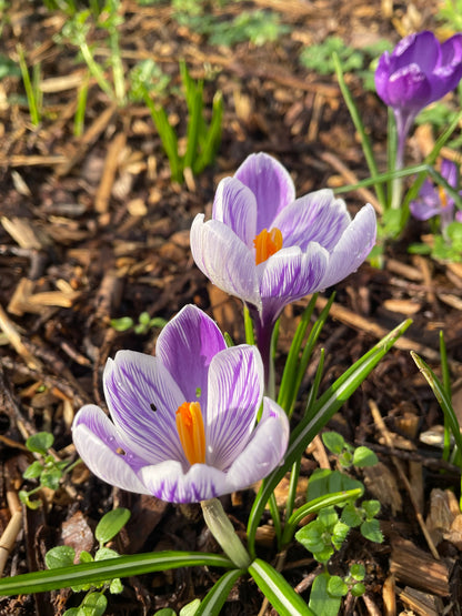 Large Flowering Crocus Pickwick - Green's of Ireland Online Garden Shop.  Crocus, West Cork Bulbs, Daffodil Bulbs, Tulip Bulbs, Crocus Bulbs, Autumn Bulbs, Bulbs, Cheap Bulbs