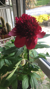 Peony Cut flower Red charm