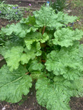 Rhubarb root Timperley early Bareroot