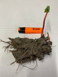 Rhubarb root Timperley early Bareroot
